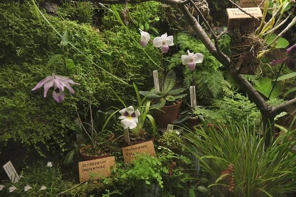 Botanická zahrada zahájila sezonu. Představí umění vábení v rostlinné říši