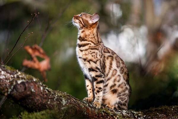 Expensive Cat Breeds
