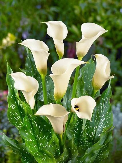 Zantedeschia ´Captain Ventura´ , Kala, Kornoutice, 14,16