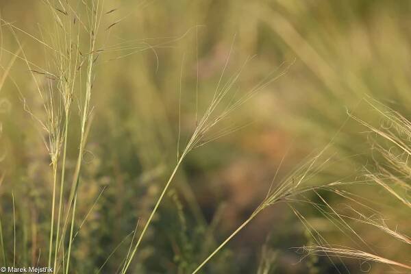 Stipa capillata – kavyl vláskovitý • Pladias: Databáze české flóry a vegetace