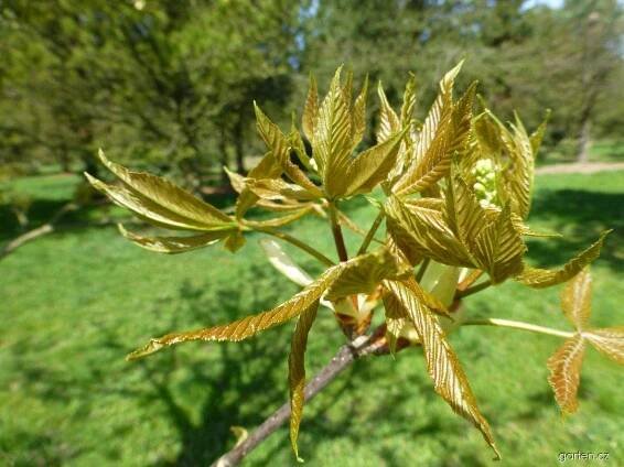 Jírovec mississipský - mladý list a květ (Aesculus x mississippiensis)
