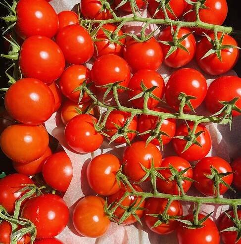 Syn slavné herečky je úspěšný farmář. Rajčaty a okurkami zásobuje celé Česko