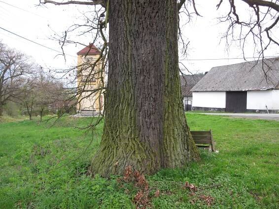 Soubor:Lučice (Chudenice), památný dub, kmen II.jpg