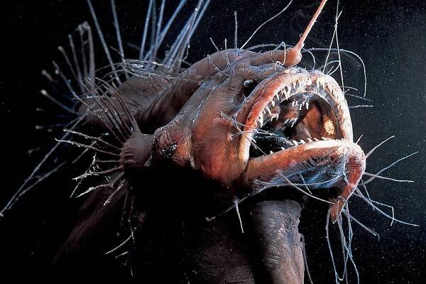 The Creepy Anglerfish Comes to Light. (Just Don’t Get Too Close.)