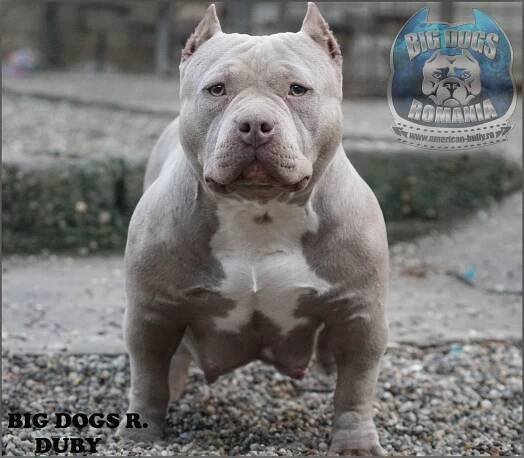 Females – American-Bully.ro – Bully Romania big dogs caini