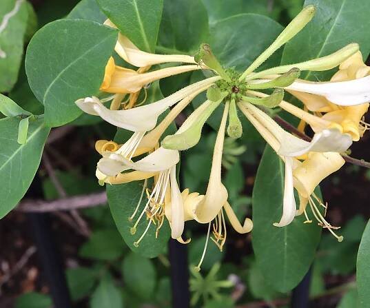 Honeysuckle flower