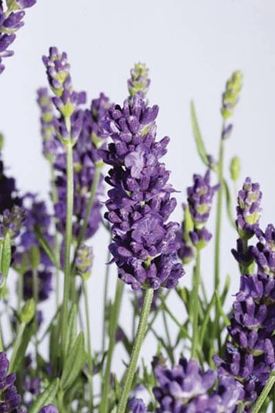 Lavandula angustifolia BLUE SCENT EARLY - levandule úzkolistá