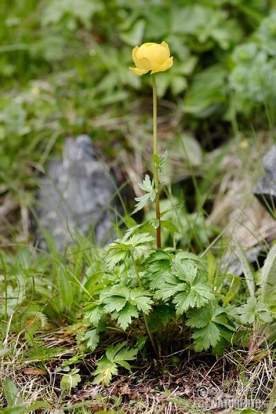 European Globeflower (Trollius europaeus)