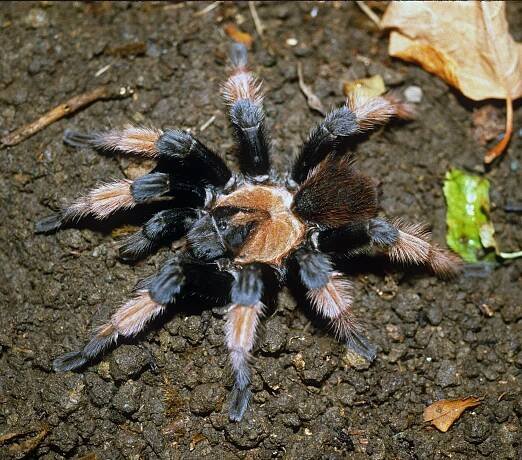 Species conservation profiles of tarantula spiders (Araneae, Theraphosidae) listed on CITES