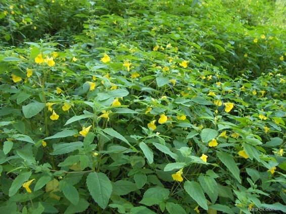 Netýkavka nedůtklivá (Impatiens noli-tangere)