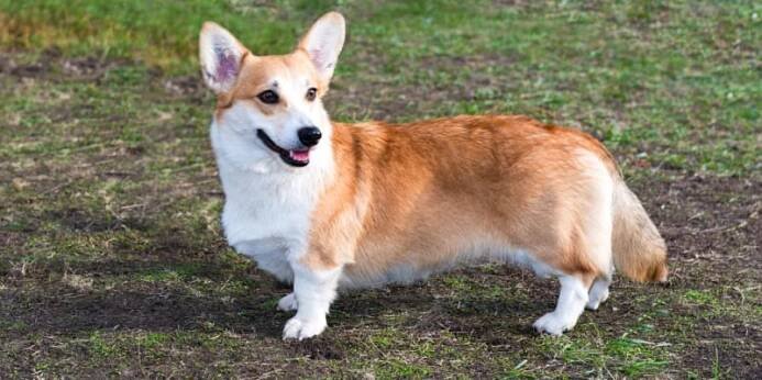 Cardigan Corgi