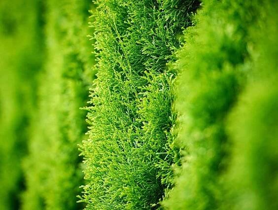 Thuja - growing, pruning and advice on caring for hedge tree