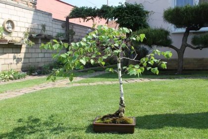 Rekordní bonsaj má 72 květů. Na pěstování neexistuje zaručený recept, říká muž
