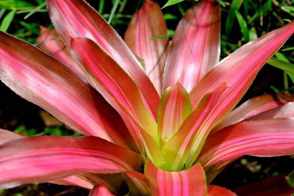 Bromelia de interior y exterior problemas