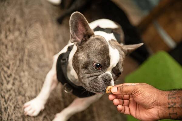 Frenchie CafeTM Essex