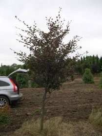 Fagus sylvatica 'Tricolor' - Buk | Starkl - zahradní­k spol. s r.o. STROMY