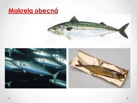 Významné mořské ryby – Materiály pro žáky ZŠ