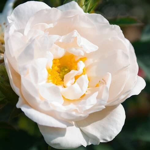 Rose Alba