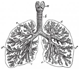 Plíce člověka vinobraní gravírování — Ilustrace