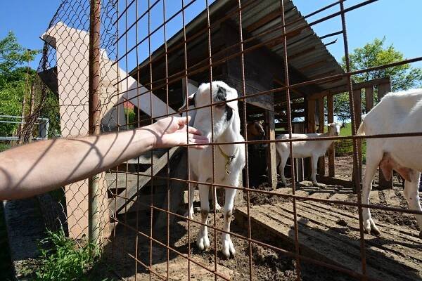 Kozí farmě kvůli covidu chybí peníze. Část zvířat půjde do klobás, líčí majitelé