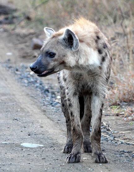 Crocuta crocuta - SPOTTED HYENA - IMFOLOZI NATIONAL PARK SOUTH AFRICA (19).JPG