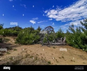 Green bushes on the stony road to the beach of the island of Rab in Croatia Stock Photo - Alamy
