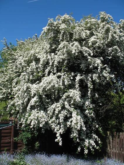 Hawthorn blossom 001
