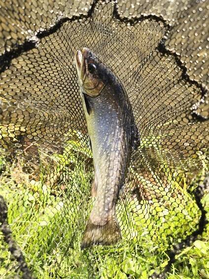 Fishing league & cup