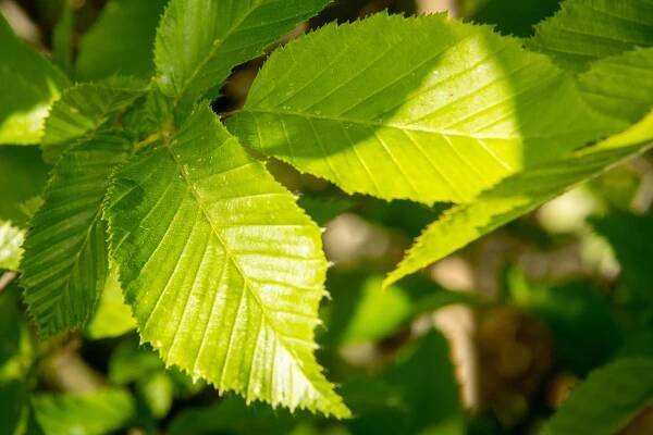 Habr obecný 'Pyramidalis' - Carpinus betulus 'Pyramidalis'