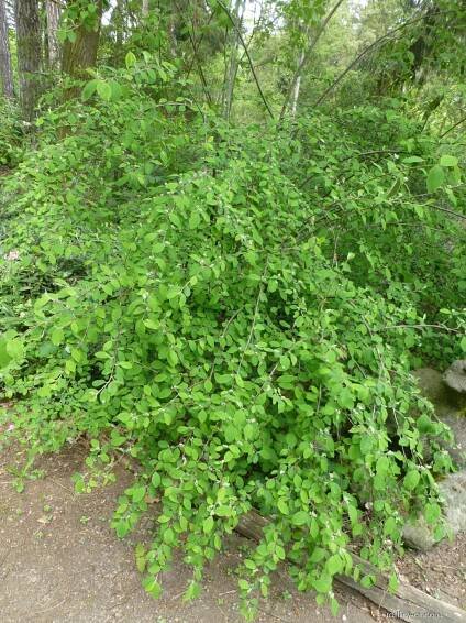 Skalník (Cotoneaster suavis)