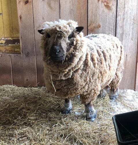 Meet our Sheep - Faith, Hope and Sheep