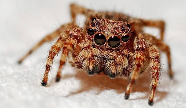 arachnid