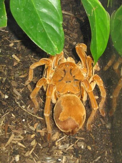 Pavúk - vtáčkar. Najväčší pavúk na svete žije v Guyane.