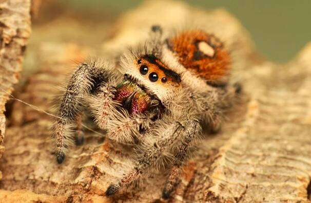 Skákavka královská - phidippus regius Everglades, phidippus regius Bahamas - Bílé Předměstí (část) (Pardubice), Prodám