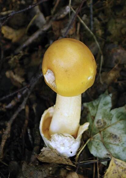 Amanita flavescens - muchomůrka žlutavá