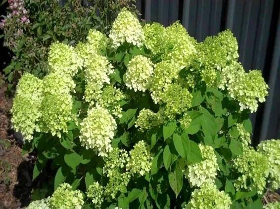 Hydrangea paniculata Little Lime