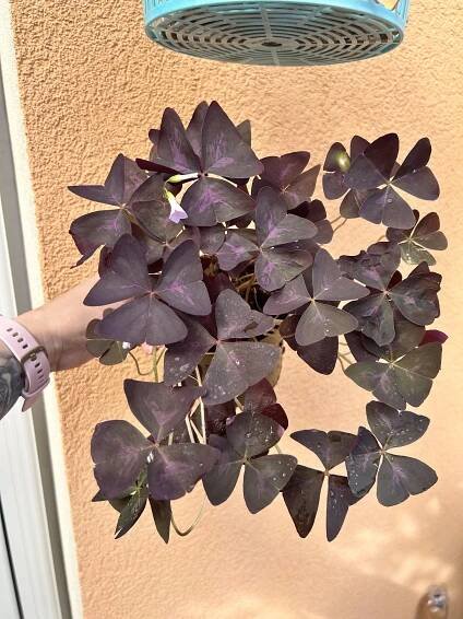 Oxalis triangularis