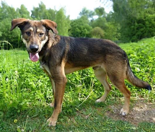 Psi k adopci z útulků, azylů a neziskových organizací