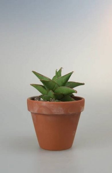 Sansevieria Hybrid Maya