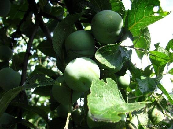 Renklóda zelená claudiana (Prunus domestica)