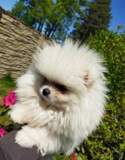 Pomeranian