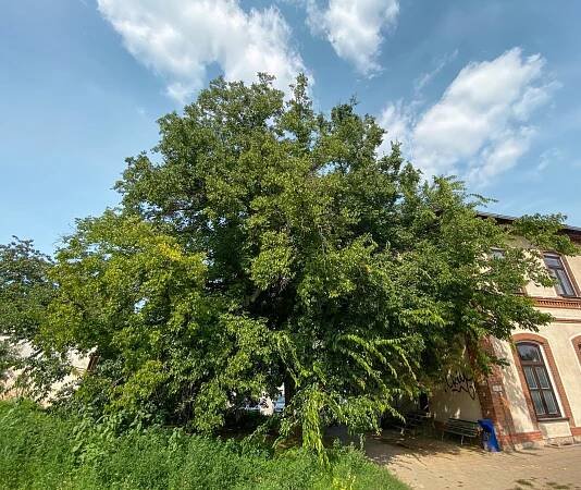 Břestovec na nádraží Střelice