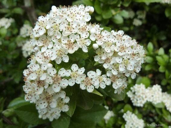 Hlohyně šarlatová (Pyracantha coccinea), květy, květenství