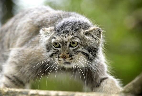 Znáte tyto smutné šelmy? Ostravská zoo po deseti letech obnovila jejich chov