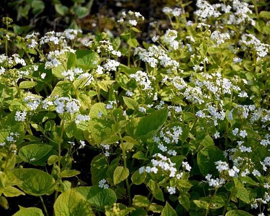 Brunnera macrophylla - biela - MAX GARDEN - záhradné centrum pre Vašu záhradu