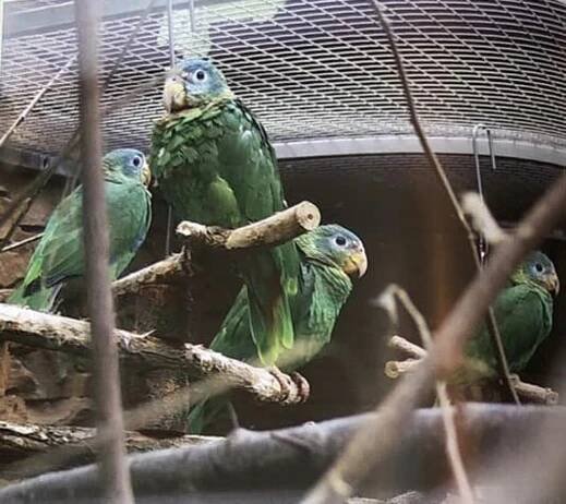 Vzácný přírůstek v Bošovicích. Zoo se pyšní třemi mláďaty amazoňanů jamajských