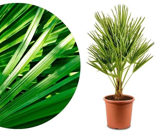 Mittelmeerpalme [Grande] - Zwergpalme -  Chamaerops Humilis