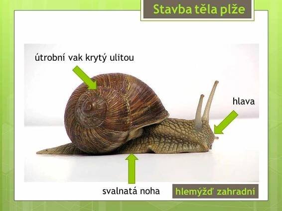 Měkkýši – Plži – Materiály pro žáky ZŠ