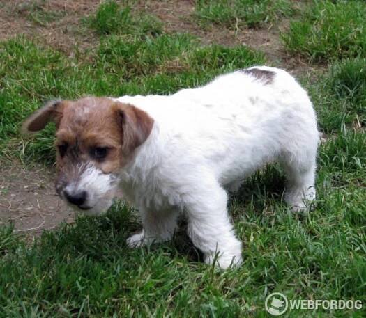 Jack Russell teriér – přitloustlí roztomilouši s PP k odběru - 4