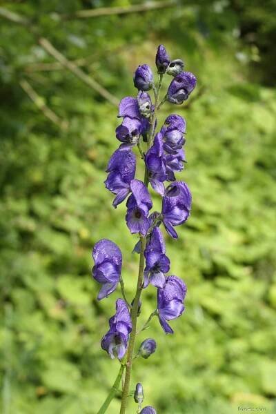 Oměj šalamounek - Aconitum plicatum